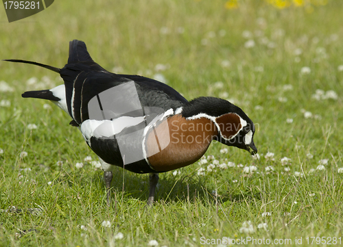 Image of Red-breasted goose 