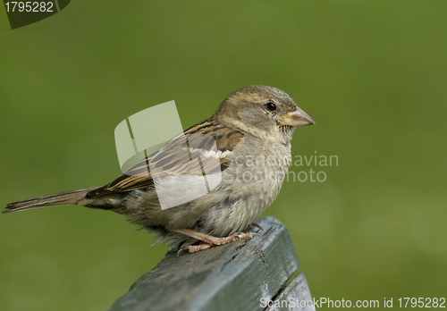 Image of House sparrow