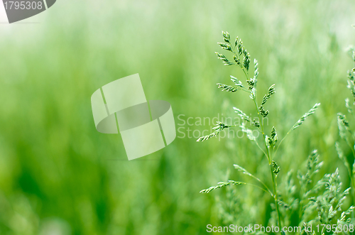 Image of  green grass 