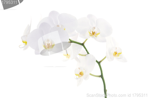 Image of orchids