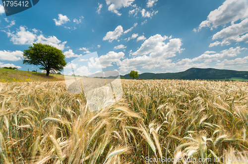 Image of Beautiful nature landscape with crop