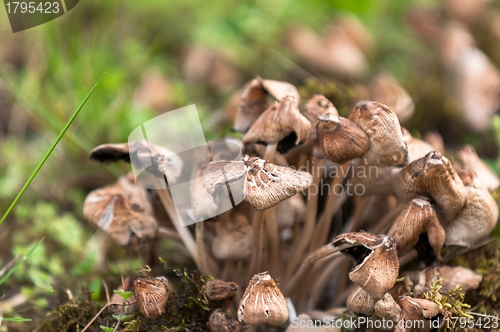 Image of Fresh mushrooms closeup in the forest