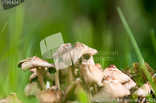 Image of Fresh mushrooms closeup in the forest