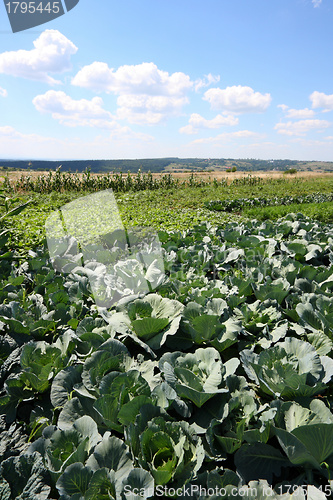 Image of Cabbage fields