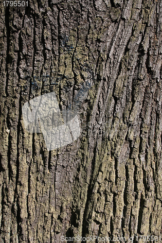 Image of Oak bark texture