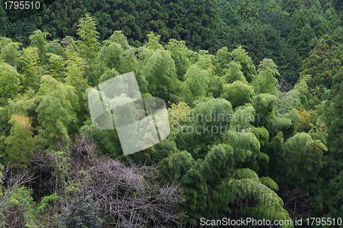 Image of Bamboo grove