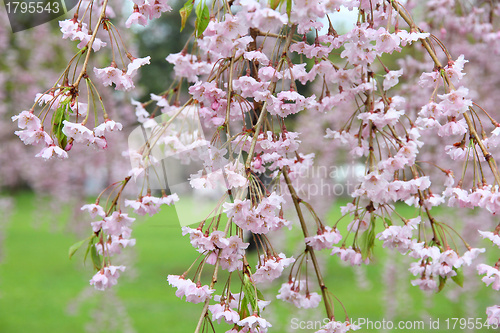 Image of Weeping cherry