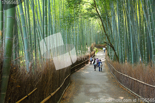 Image of Bamboo grove in Japan