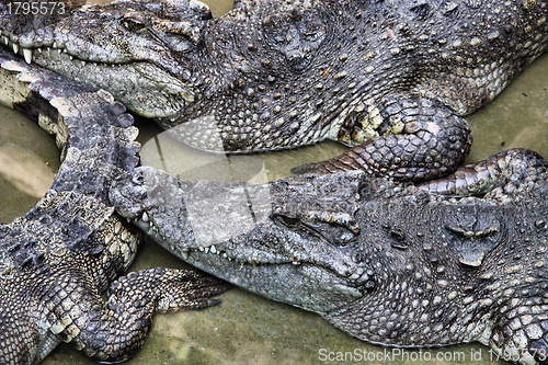 Image of Siamese crocodile