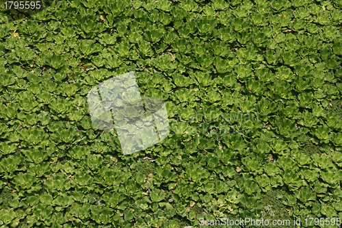 Image of Pistia