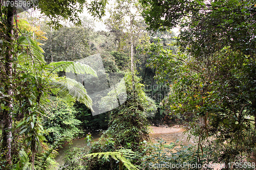 Image of Rainforest