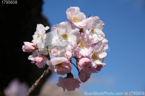 Image of Cherry blossom in Japan