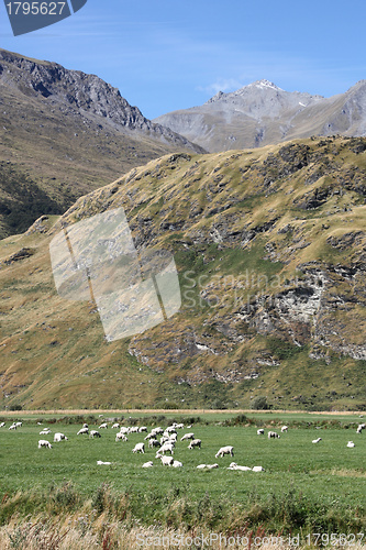 Image of Sheep in mountains
