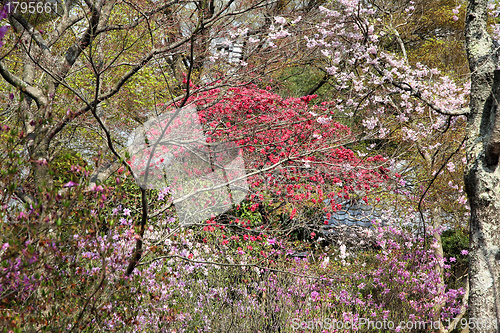 Image of Japan - spring blossom