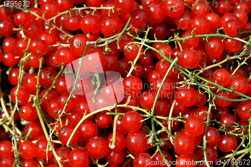 Image of Redcurrant berries