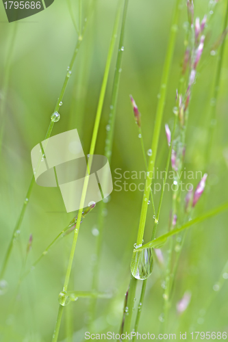 Image of Dew Drops