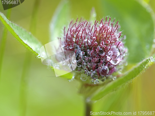 Image of Red Clover