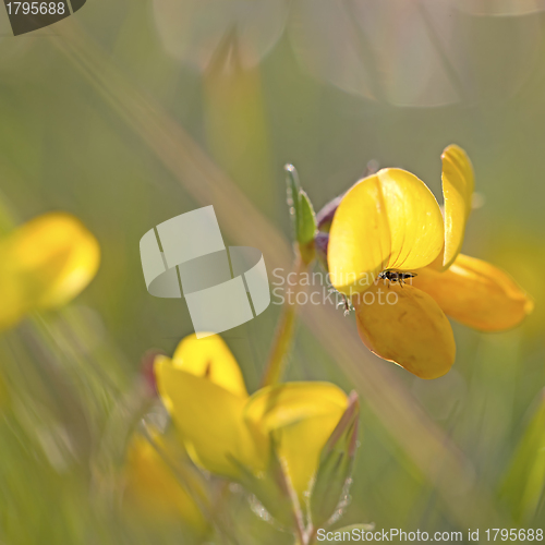 Image of Bird's-foot Trefoil