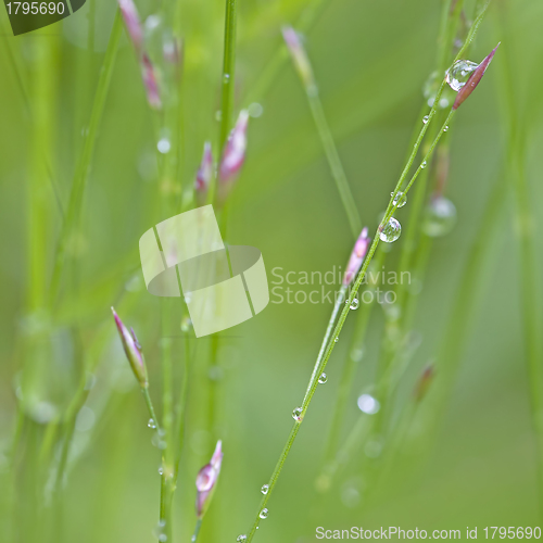 Image of Dew Drops