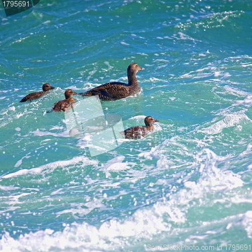 Image of Duckling family