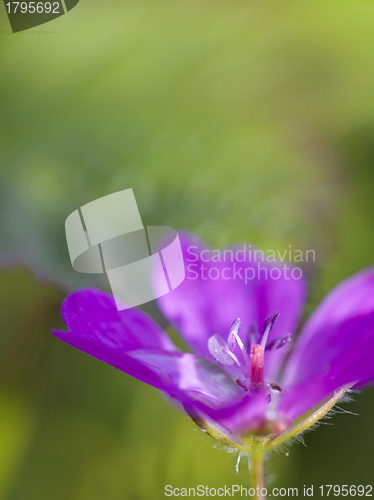 Image of wood cranesbill