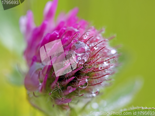 Image of Red Clover