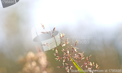 Image of Red Straw