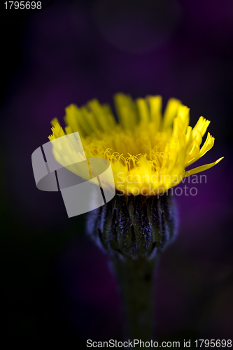 Image of Yellow Hawkweed