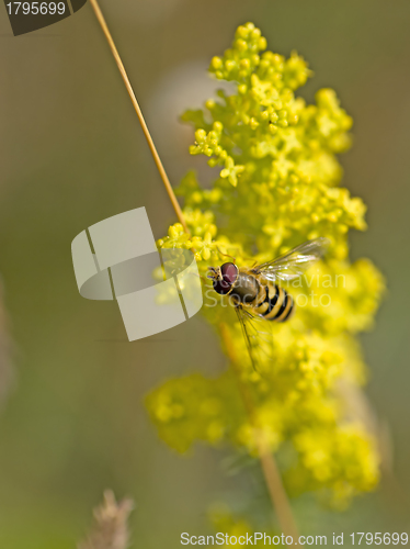 Image of Bee on Rapeseed