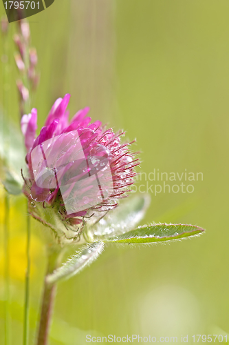 Image of Red Clover