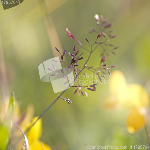 Image of Red Straw