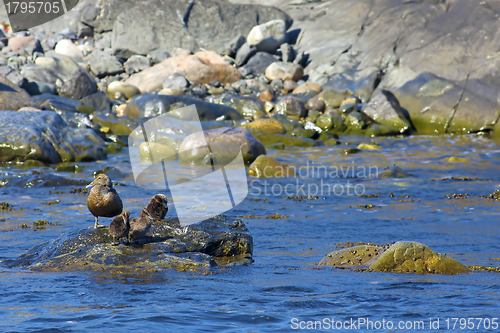 Image of Duckling family