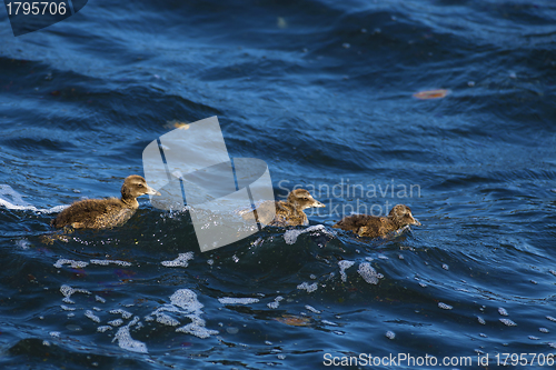 Image of Duckling family