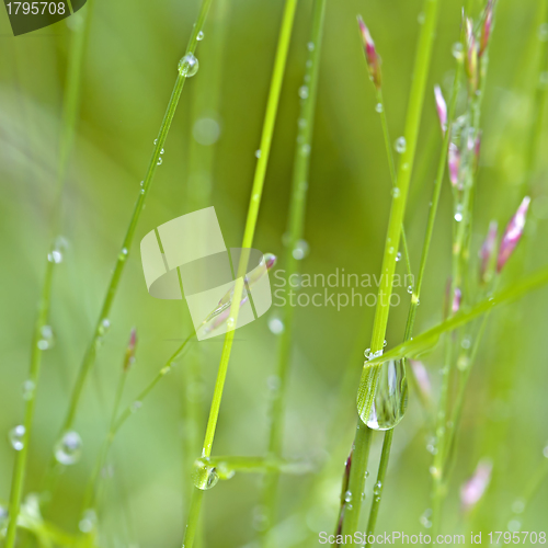 Image of Dew Drops
