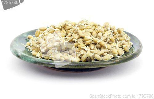 Image of Sprouts of grains of wheat