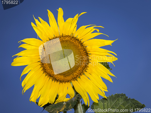 Image of sunflower