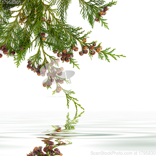 Image of Cedar Leaf Beauty