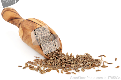 Image of Caraway Seed