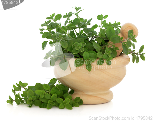 Image of Marjoram Herb