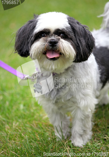 Image of Adorable puppy.