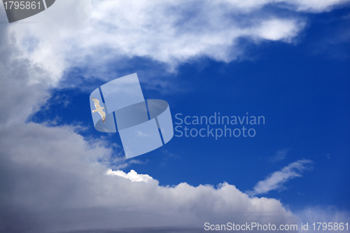 Image of Seagull hover in blue sky with clouds