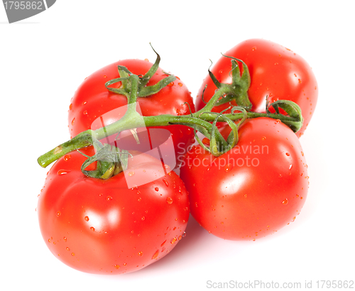 Image of Bunch of fresh tomatoes with water drops
