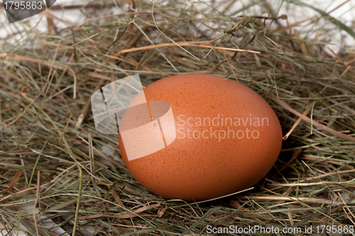 Image of Chicken egg in nest