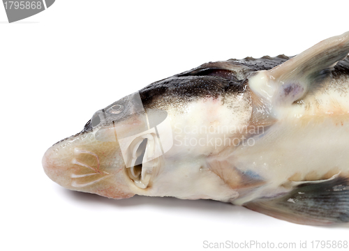Image of Head of dead sterlet fish on white background