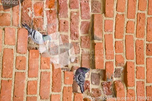 Image of Pair of pigeons sitting on ancient red brick wall. 