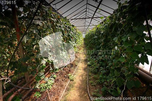 Image of Greenhouses