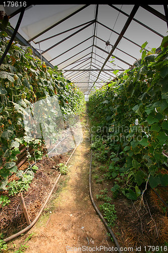 Image of Greenhouses