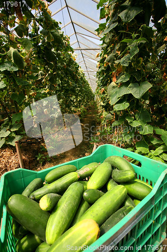 Image of Greenhouses