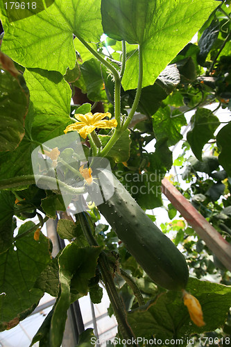 Image of Greenhouses