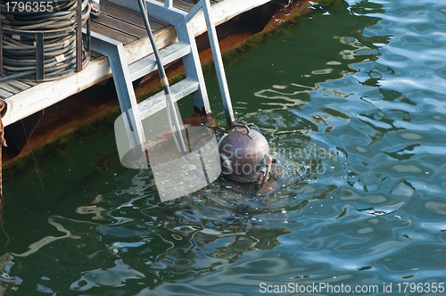 Image of The diver plunges under water